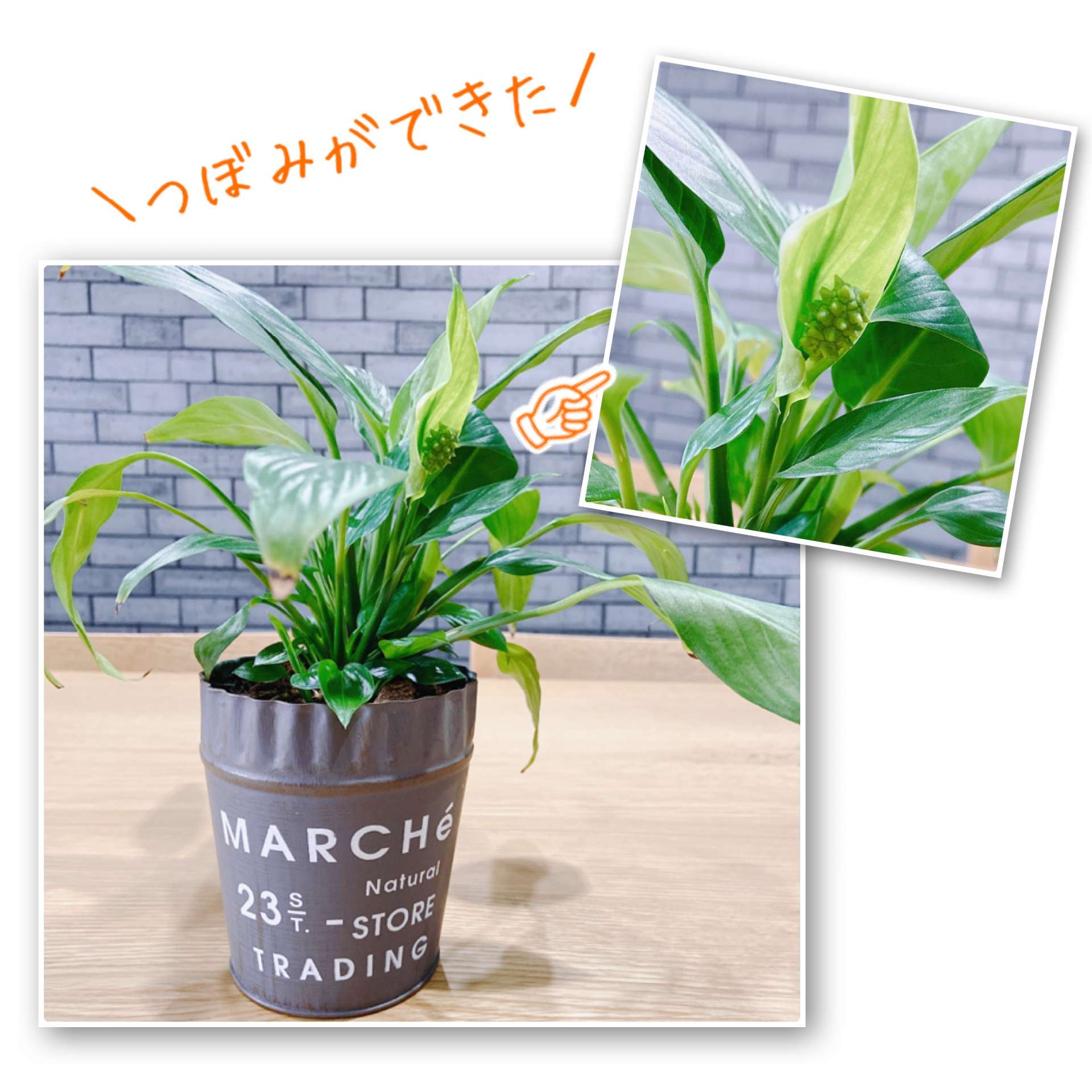 事務所ですくすく成長中