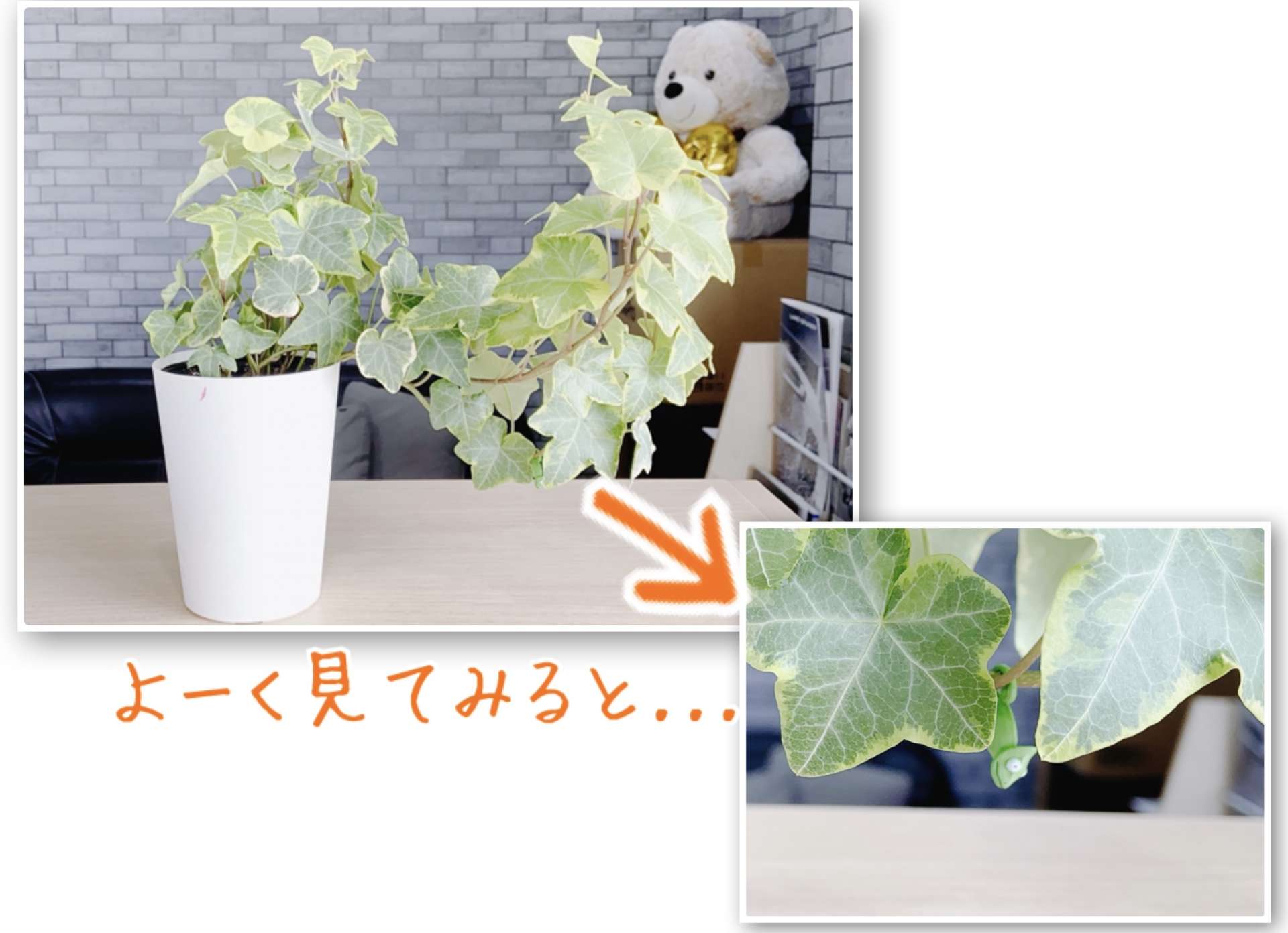 水やり中に発見！＠さいたま市緑区本社